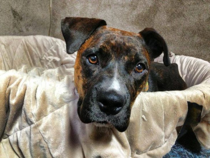 Pregnant Pit Bull Refused To Give Birth, Vet Sees This In Her Ultrasound_10