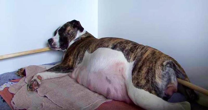 Pregnant Pit Bull Refused To Give Birth, Vet Sees This In Her Ultrasound_12