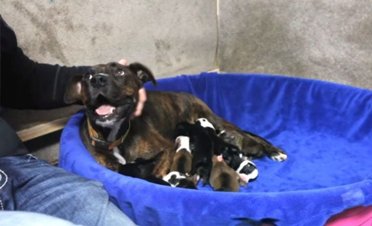 Pregnant Pit Bull Refused To Give Birth, Vet Sees This In Her Ultrasound_16