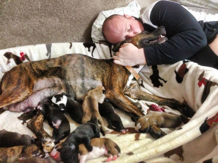 Pregnant Pit Bull Refused To Give Birth, Vet Sees This In Her Ultrasound_17
