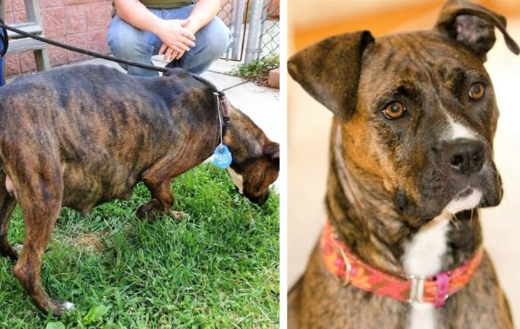 Pregnant Pit Bull Refused To Give Birth, Vet Sees This In Her Ultrasound_2