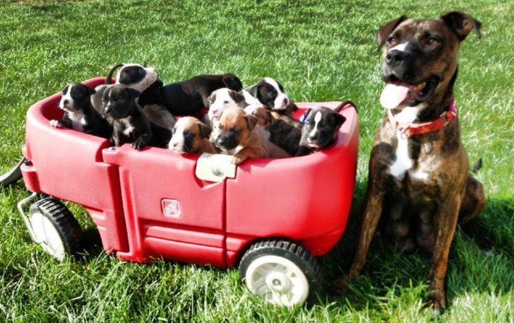 Pregnant Pit Bull Refused To Give Birth, Vet Sees This In Her Ultrasound_24