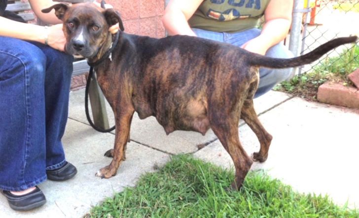 Pregnant Pit Bull Refused To Give Birth, Vet Sees This In Her Ultrasound_3