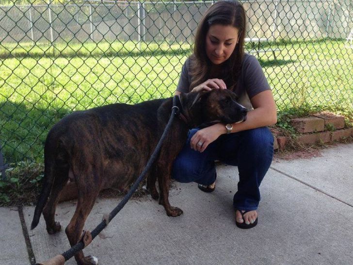 Pregnant Pit Bull Refused To Give Birth, Vet Sees This In Her Ultrasound_5