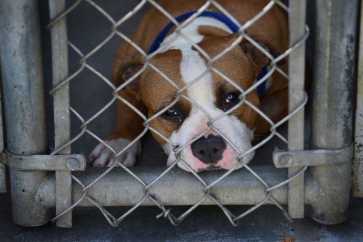 Pregnant Pit Bull Refused To Give Birth, Vet Sees This In Her Ultrasound_9