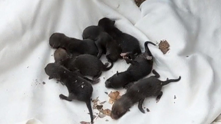 puppies-rescued-by-firefighters-arent-actually-dogs_10