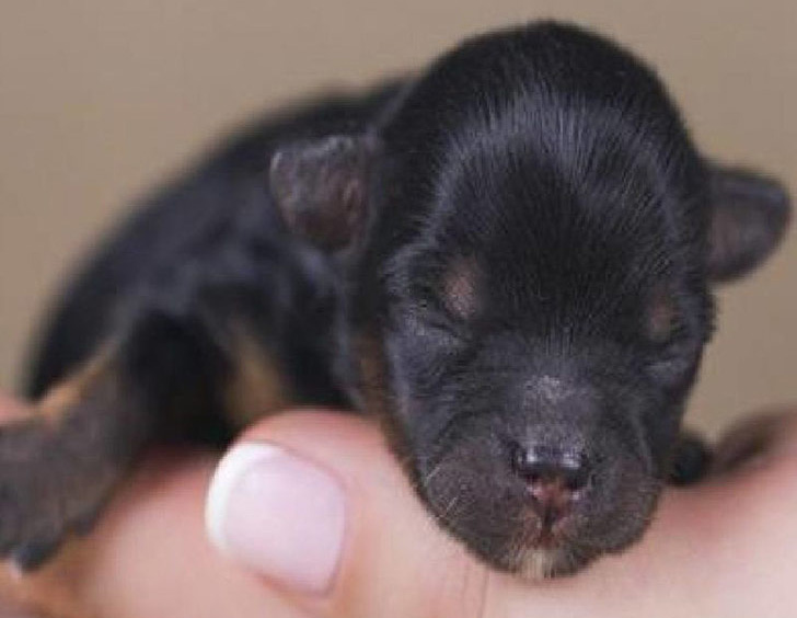 puppies-rescued-by-firefighters-arent-actually-dogs_11