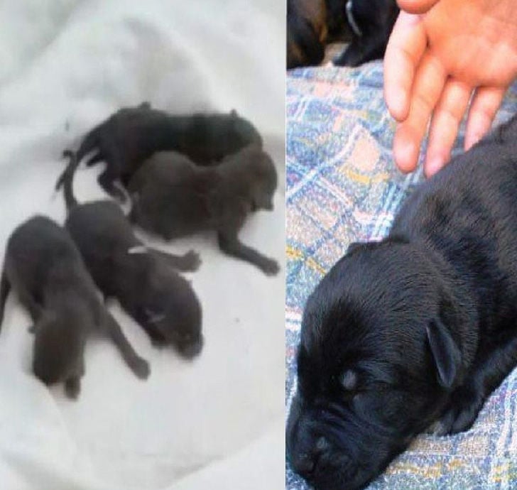 puppies-rescued-by-firefighters-arent-actually-dogs_12