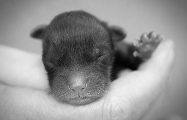 puppies-rescued-by-firefighters-arent-actually-dogs_14