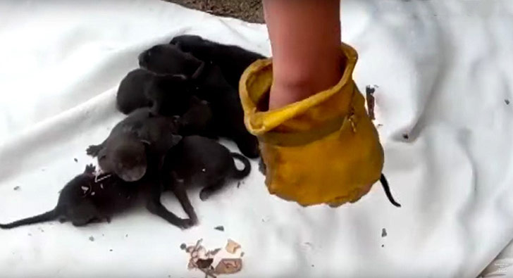 puppies-rescued-by-firefighters-arent-actually-dogs_16