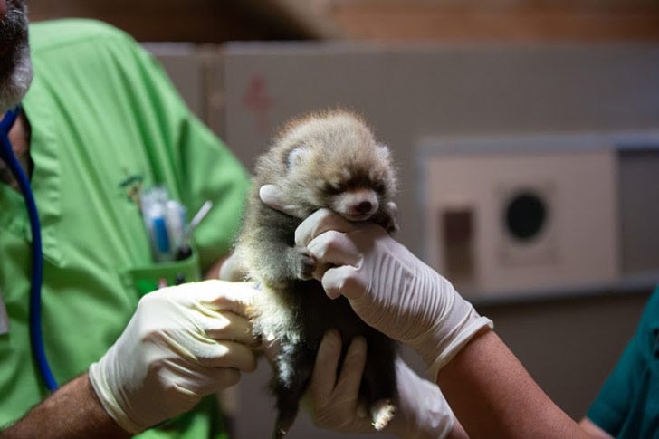 puppies-rescued-by-firefighters-arent-actually-dogs_17