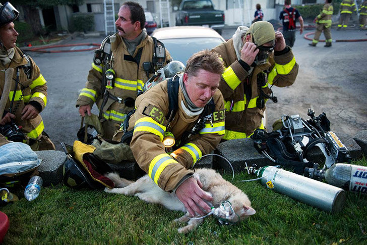 puppies-rescued-by-firefighters-arent-actually-dogs_4