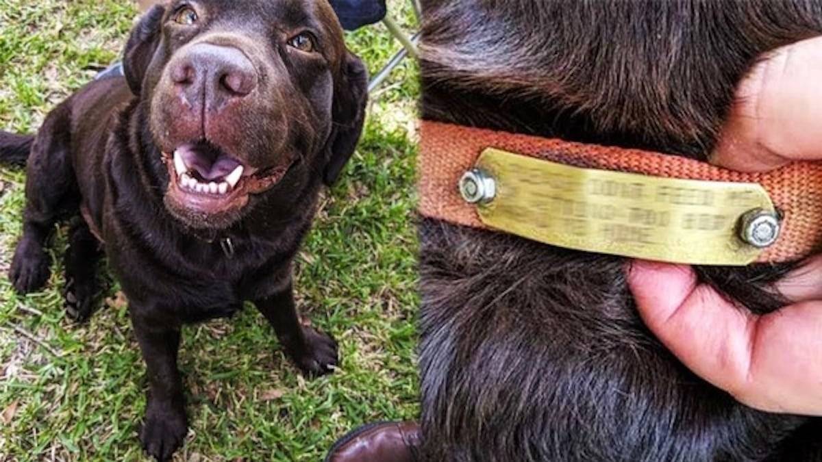 She Wanted To Take The Stray Dog Home, Until She Read His Collar…_1