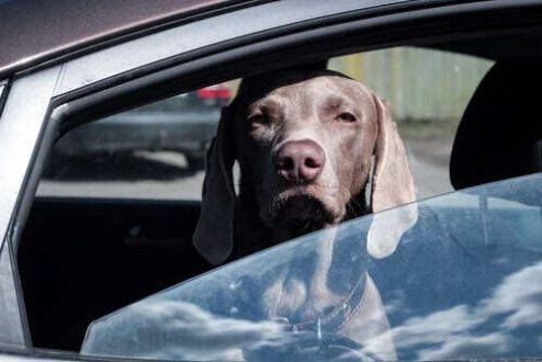 She Wanted To Take The Stray Dog Home, Until She Read His Collar…_11
