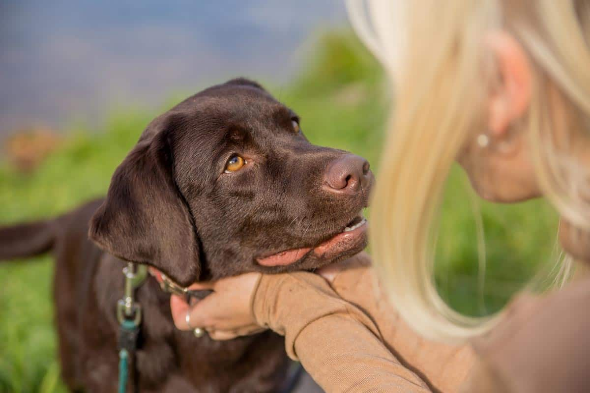 She Wanted To Take The Stray Dog Home, Until She Read His Collar…_5