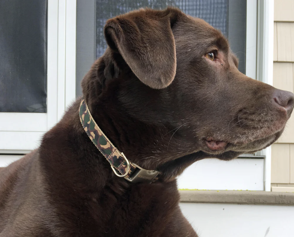 She Wanted To Take The Stray Dog Home, Until She Read His Collar…_7