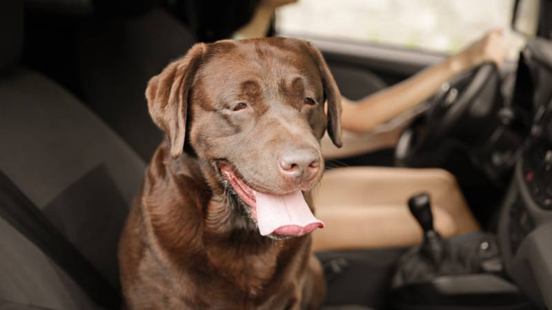 She Wanted To Take The Stray Dog Home, Until She Read His Collar…_8