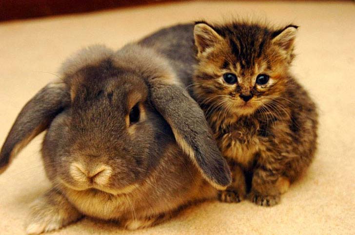 the-17-cutest-unusual-animal-friendship-that-will-melt-your-heart_17