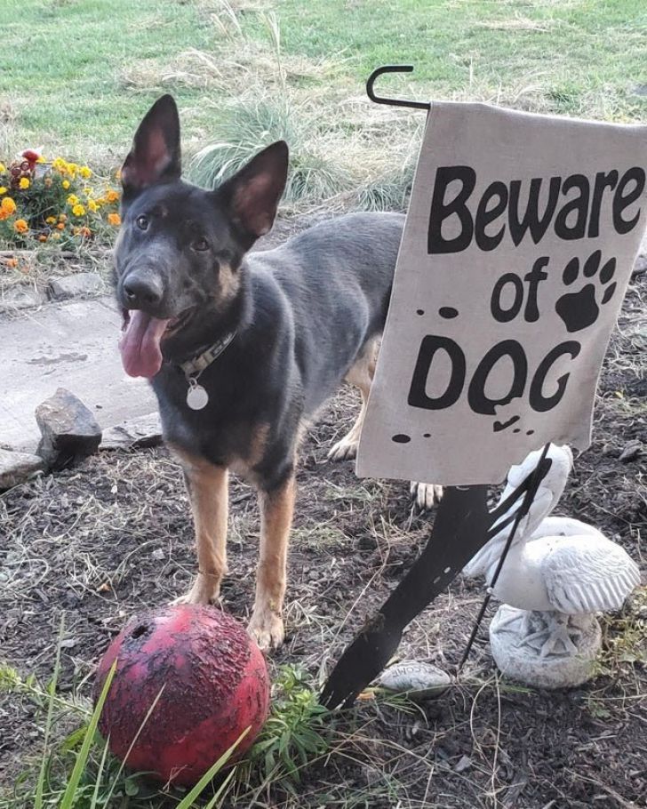 What These 'Beware Of Dog' Signs Actually Refer To Will Make You Laugh_11