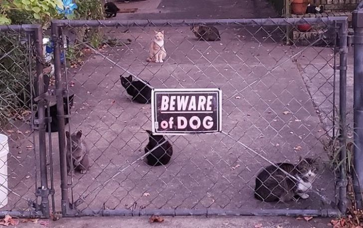 What These 'Beware Of Dog' Signs Actually Refer To Will Make You Laugh_12