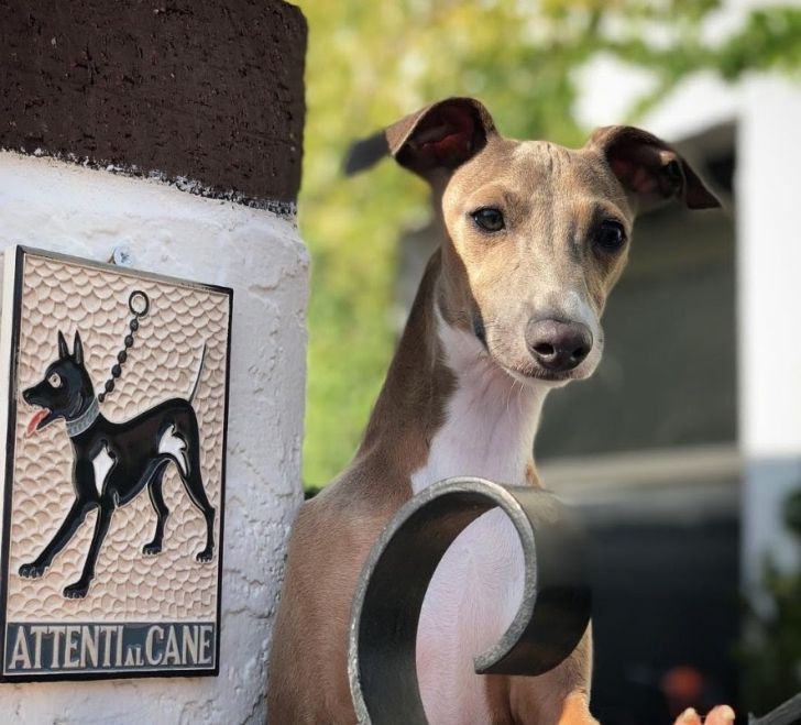 What These 'Beware Of Dog' Signs Actually Refer To Will Make You Laugh_13