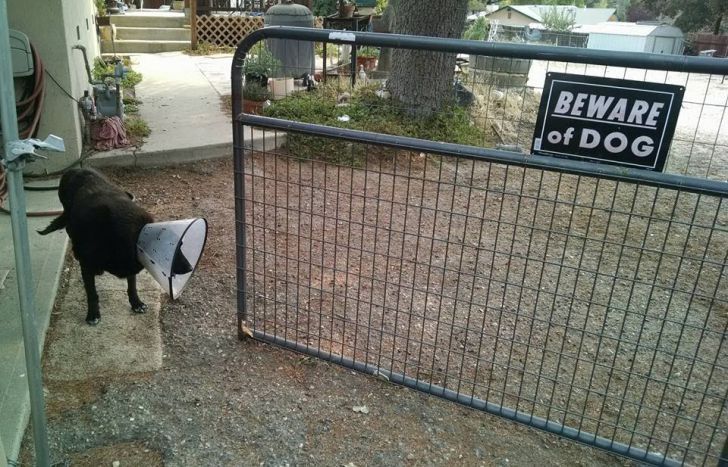 What These 'Beware Of Dog' Signs Actually Refer To Will Make You Laugh_14