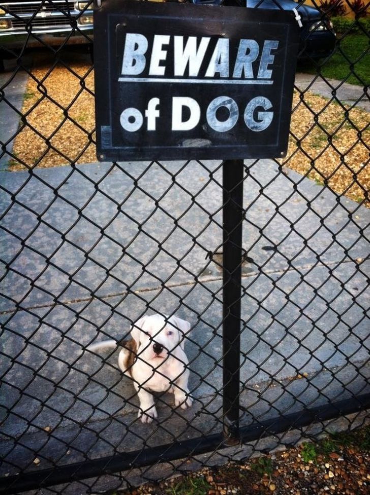 What These 'Beware Of Dog' Signs Actually Refer To Will Make You Laugh_17