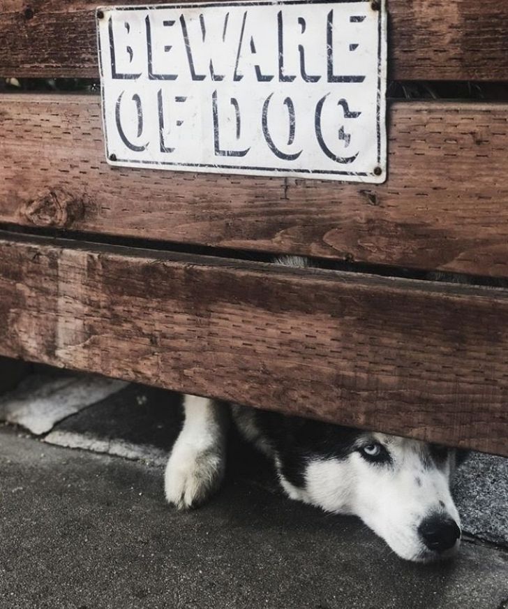 What These 'Beware Of Dog' Signs Actually Refer To Will Make You Laugh_18