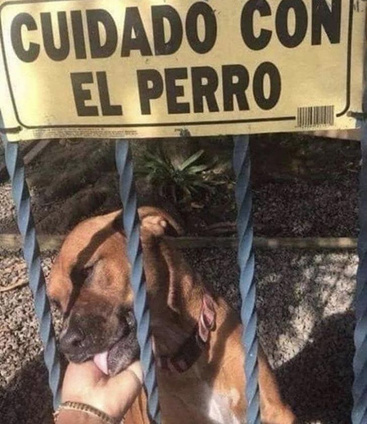 What These 'Beware Of Dog' Signs Actually Refer To Will Make You Laugh_2