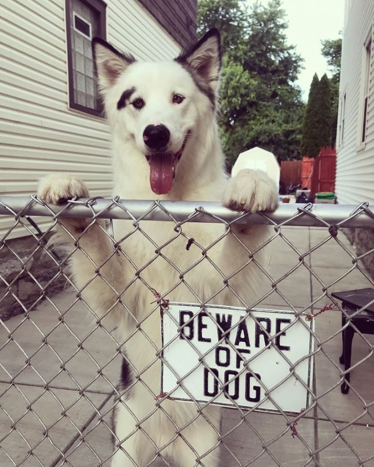 What These 'Beware Of Dog' Signs Actually Refer To Will Make You Laugh_20