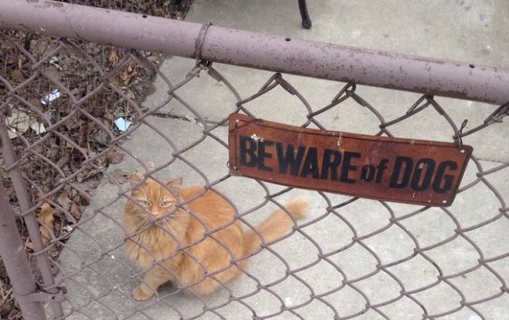 What These 'Beware Of Dog' Signs Actually Refer To Will Make You Laugh_21