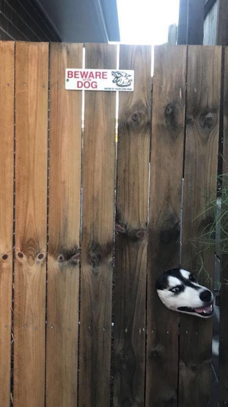What These 'Beware Of Dog' Signs Actually Refer To Will Make You Laugh_3