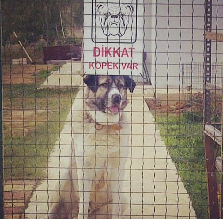 What These 'Beware Of Dog' Signs Actually Refer To Will Make You Laugh_5