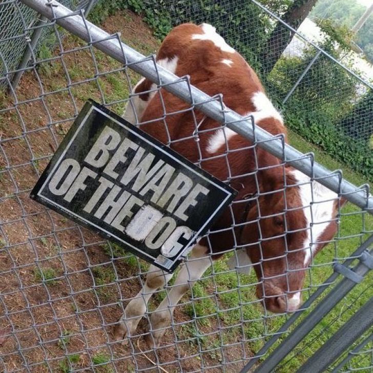 What These 'Beware Of Dog' Signs Actually Refer To Will Make You Laugh_6