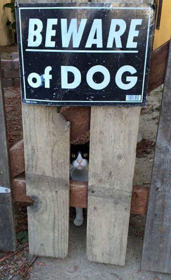 What These 'Beware Of Dog' Signs Actually Refer To Will Make You Laugh_8
