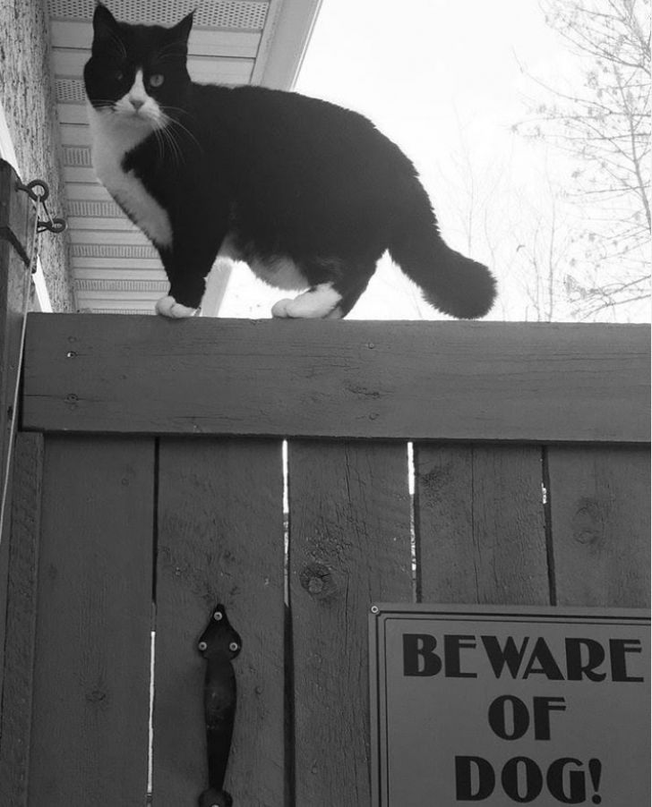 What These 'Beware Of Dog' Signs Actually Refer To Will Make You Laugh_9