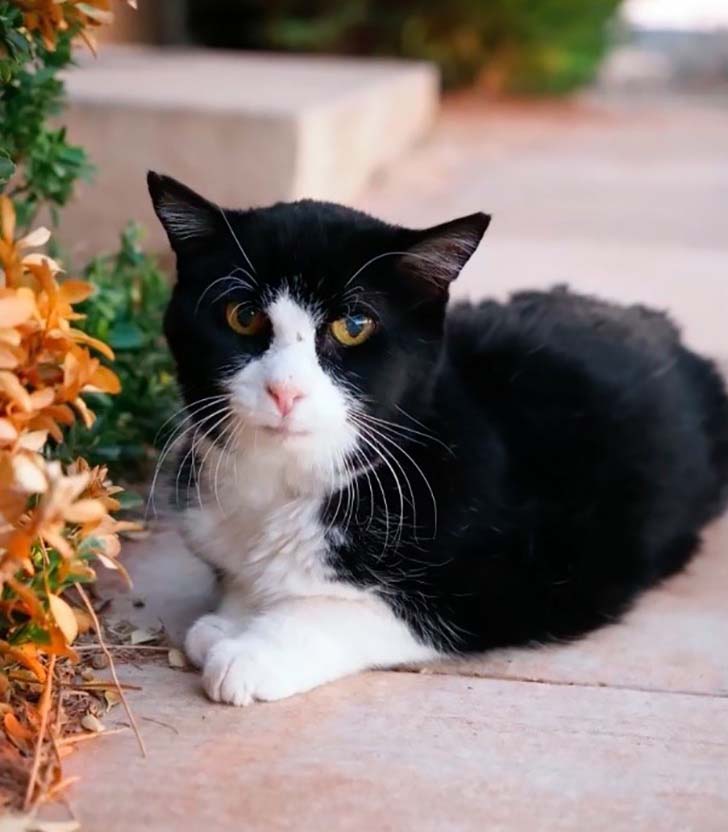 when-this-family-adopted-this-20-year-old-senior-cat-they-never-expect-how-much-love-he-had_9
